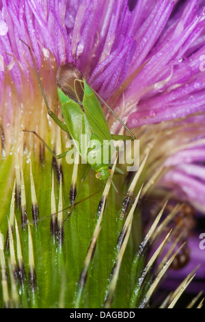 Bug del capside (Calocoris affinis), a Thistle, Germania Foto Stock