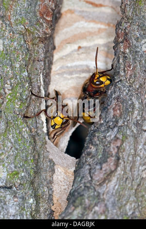 Hornet, marrone hornet, Europeo hornet (Vespa crabro), all'ingresso del nido in un albero cavo, Germania Foto Stock