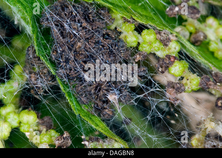 Vivaio spider web, fantastica pesca spider (Pisaura mirabilis), giovani ragni nel nido, Germania Foto Stock