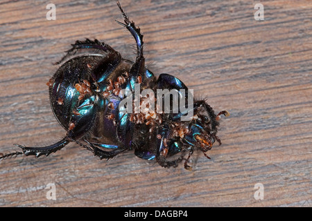 Dor coleotteri (Geotrupes spiniger), lato inferiore con molti acari, Gamasus coleoptratorum, phoesy è il trasporto di un'altra specie, Germania Foto Stock