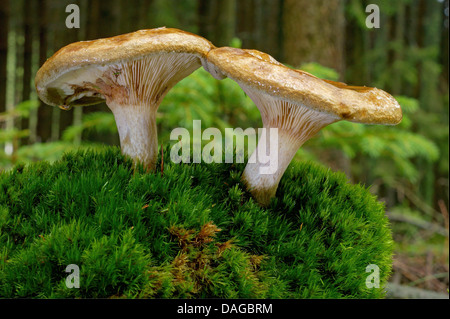 Marrone (rollrim Paxillus involutus), due corpi fruttiferi su MOSS, in Germania, in Renania Palatinato Foto Stock