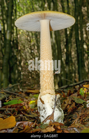 Il tawny grisette (Amanita fulva), corpo fruttifero di un singolo a forma di fungo presente sul suolo della foresta, in Germania, in Renania settentrionale-Vestfalia, Bergisches Land Foto Stock