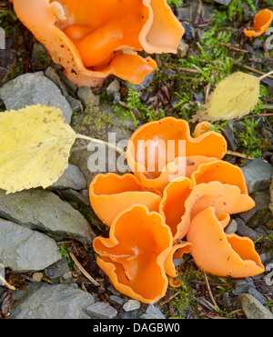 Buccia di arancia fungo (Aleuria aurantia), di corpi fruttiferi sul suolo della foresta , in Germania, in Renania settentrionale-Vestfalia, Bergisches Land Foto Stock