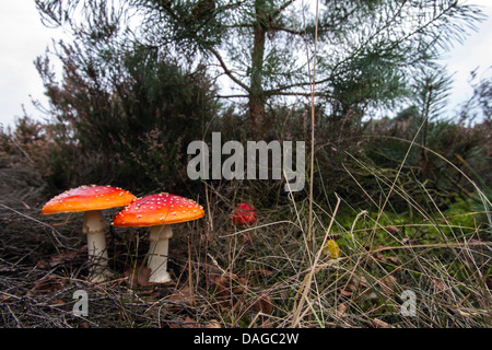 Fly agaric (amanita muscaria), due fly agarics davanti ad un pino, Germania Foto Stock