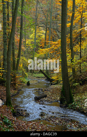 Brook attraverso una foresta di autunno nel Ehrenbachklamm, in Germania, in Renania Palatinato, Hunsrueck Foto Stock