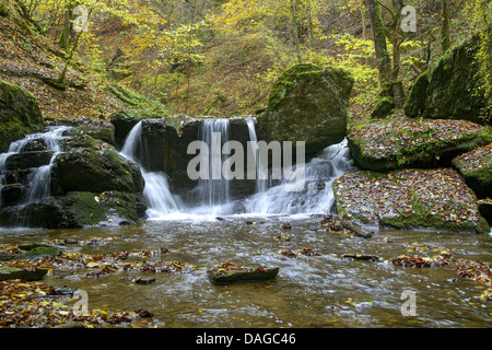 Pittoresca cascata di un ruscello brook attraverso una foresta di autunno nel Ehrenbachklamm, in Germania, in Renania Palatinato, Hunsrueck Foto Stock