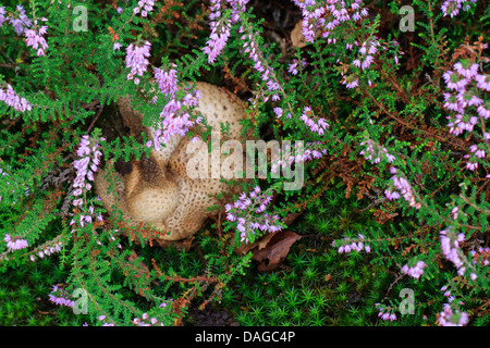 Earthball comune (Scleroderma citrinum), comune earthball in fioritura heath, Germania Foto Stock