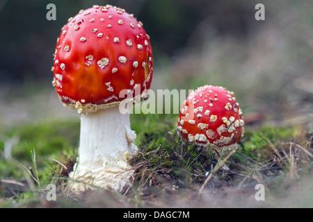 Fly agaric (amanita muscaria), giovani fly agarics, Germania Foto Stock