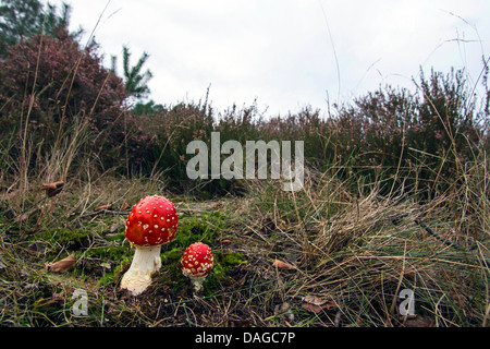 Fly agaric (amanita muscaria), giovani fly agarics, Germania Foto Stock