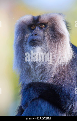 Liontail macaco lion-coda Macaque (Macaca silenus) e mezza lunghezza ritratto Foto Stock