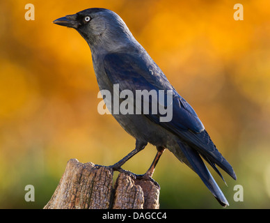 Taccola (Corvus monedula), seduto su un albero di intoppo, Germania Foto Stock