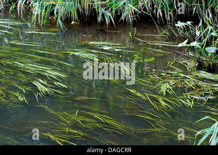 Arrowhead (Sagittaria sagittifolia), con foglie di diverse forme di sommerso e su acqua lascia, Germania Foto Stock