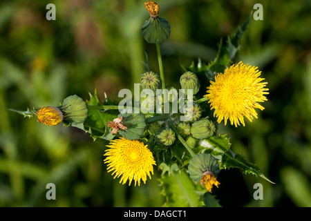 Sharp-frange Sow Thistle, fico d'India Sow Thistle, spinoso Sow Thistle, spinoso-lasciava Sow Thistle, Sharp-frange Sowthistle, fico d'India, Sowthistle Sowthistle spinosa, spinoso-lasciava Sowthistle (Sonchus asper), fioritura, Germania Foto Stock