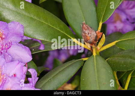 Rhododendron (Rhododendron spec.), gemme di imbrattamento causato dalla funghus Pycnostysanus azaleae, Germania Foto Stock