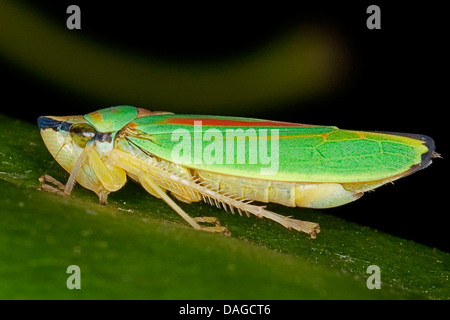 Leafhopper redbanded (Graphocephala coccinea, Graphocephala fennahi), seduta su una foglia, Germania Foto Stock