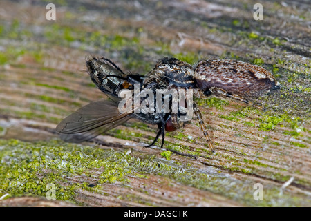 Jumping spider (Marpissa muscosa, Marpissa rumpfii), con catturato fly, Germania Foto Stock