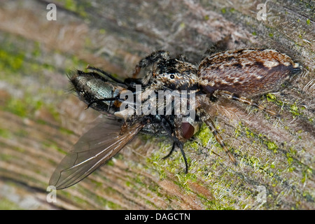 Jumping spider (Marpissa muscosa, Marpissa rumpfii), con catturato fly, Germania Foto Stock