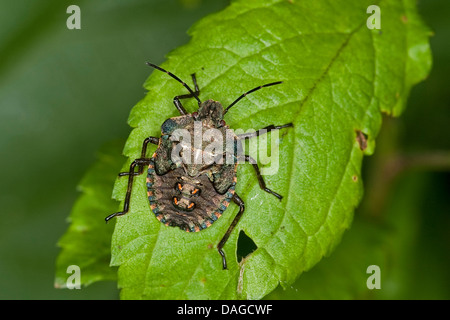 Forest bug (Pentatoma rufipes), larva negli ultimi (5.) stadio larvale, Germania Foto Stock