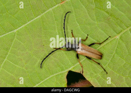 Red Longhorn Beetle (Anoplodera rubra, Stictoleptura rubra, Leptura rubra, Corymbia rubra, Aredolpona rubra), maschile seduto su una foglia, Germania