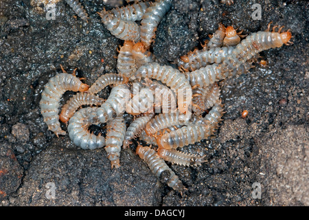 Nero coleottero di seppellimento (Necrophorus, humator humator Nicrophorus), larve del Nero coleottero di seppellimento di avanzamento sul cadavere, Germania Foto Stock