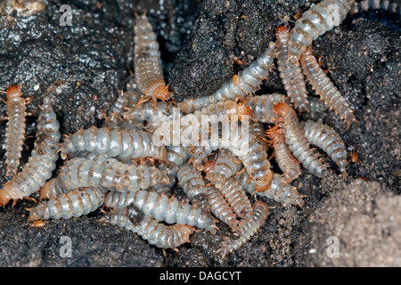 Nero coleottero di seppellimento (Necrophorus, humator humator Nicrophorus), larve del Nero coleottero di seppellimento di avanzamento sul cadavere, Germania Foto Stock