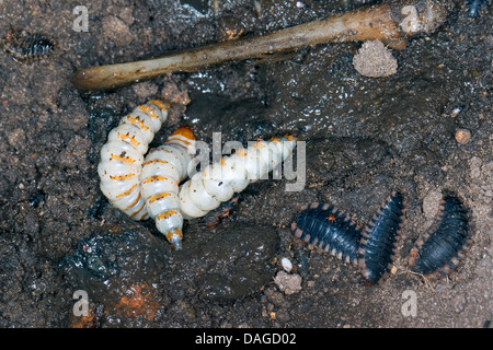 Nero coleottero di seppellimento (Necrophorus, humator humator Nicrophorus), larve del Nero coleottero di seppellimento di avanzamento sul cadavere insieme con larve di Oiceoptoma thoracicum del L2 o L3 stage, Germania Foto Stock