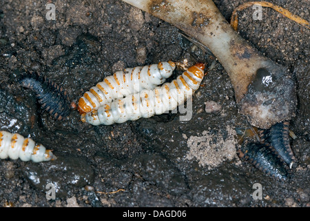 Nero coleottero di seppellimento (Necrophorus, humator humator Nicrophorus), larve del Nero coleottero di seppellimento di avanzamento sul cadavere insieme con larve di Oiceoptoma thoracicum del L2 o L3 stage, Germania Foto Stock