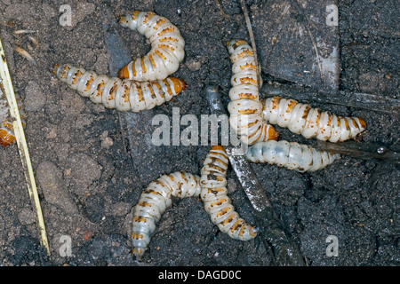 Nero coleottero di seppellimento (Necrophorus, humator humator Nicrophorus), larve del Nero coleottero di seppellimento di avanzamento sul cadavere, Germania Foto Stock