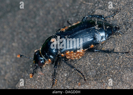 Nero coleottero di seppellimento (Necrophorus, humator humator Nicrophorus), Nero seppellire beetle pieno di acari, Poecilochirus carabi, Gamasus coleoptratorum, Germania Foto Stock