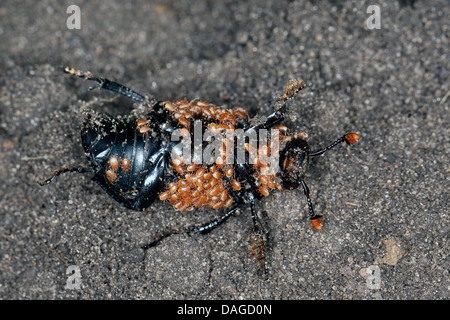 Nero coleottero di seppellimento (Necrophorus, humator humator Nicrophorus), Nero seppellire beetle pieno di acari, Poecilochirus carabi, Gamasus coleoptratorum, Germania Foto Stock