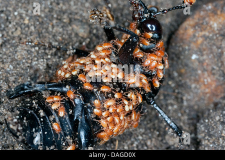 Nero coleottero di seppellimento (Necrophorus, humator humator Nicrophorus), Nero seppellire beetle pieno di acari, Poecilochirus carabi, Gamasus coleoptratorum, Germania Foto Stock