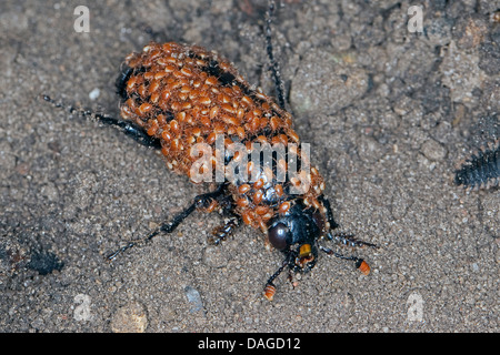 Nero coleottero di seppellimento (Necrophorus, humator humator Nicrophorus), Nero seppellire beetle pieno di acari, Poecilochirus carabi, Gamasus coleoptratorum, Germania Foto Stock