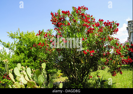 Istria, Croazia, Katoro, Umago Foto Stock