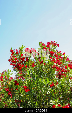 Istria, Croazia, Katoro, Umago Foto Stock