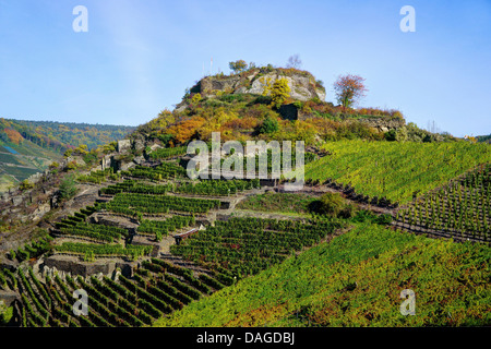 Vigneti di la valle dell'Ahr con la rovina del Schaffenburg vicino Mayschoss, in Germania, in Renania Palatinato, Ahrgebirge Foto Stock