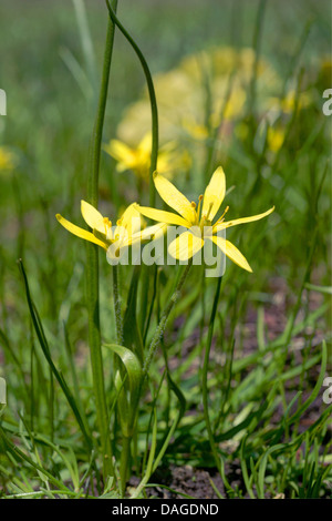 Stella gialla-di-Betlemme (Gagea spec.), fioritura, Italia, Alto Adige, Dolomiti Foto Stock