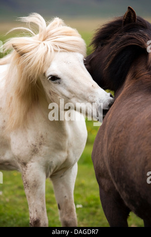 Cavalli islandesi - Islanda Foto Stock