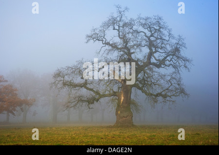 Comune di Quercia farnia, farnia (Quercus robur), quercia antica nella nebbia, Germania, Hesse, Beberbeck Foto Stock