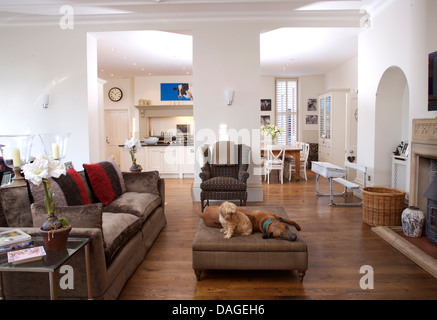 Cani giacente sul pouf in parte anteriore del velluto beige divano nel grande salotto a pianta aperta con vista della cucina e sala da pranzo Foto Stock