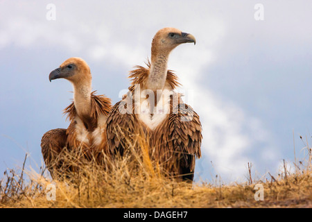 Grifone (Gyps fulvus), due grifoni seduto per terra guardando intorno, Bulgaria, Sredna Gora, Sliven Foto Stock