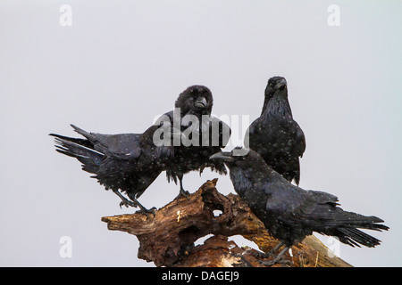 Comune di corvo imperiale (Corvus corax), quattro corvi su una radice durante la nevicata, Bulgaria, Sredna Gora, Sliven Foto Stock