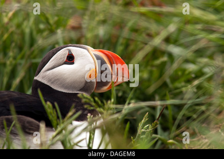 Close-up di Atlantic Puffin (fratercula arctica) - Borgarfjorour Marina, Islanda Foto Stock