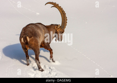 Stambecco delle Alpi (Capra ibex), l'avanzamento nella neve , svizzera, Alpstein, Schwaegalp Foto Stock