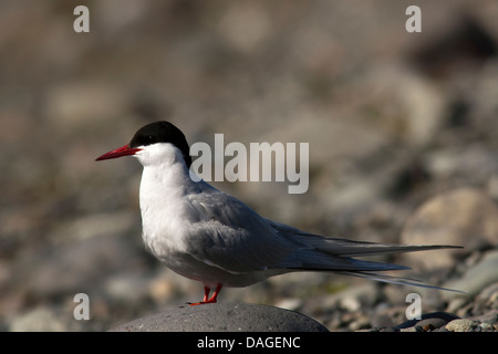 Arctic Tern (sterna paradisaea) Foto Stock