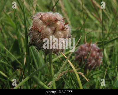 Trifoglio di fragola (Trifolium fragiferum), infructescence, Germania Foto Stock