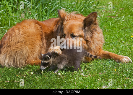 Procione comune (Procione lotor), mano-sollevato il novellame di raccoon giocando con il cane in un prato, Germania Foto Stock