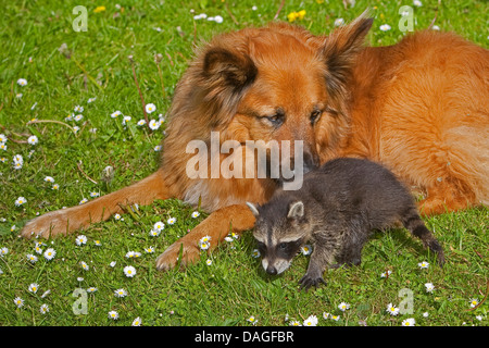 Procione comune (Procione lotor), mano-sollevato il novellame di raccoon giocando con il cane in un prato, Germania Foto Stock