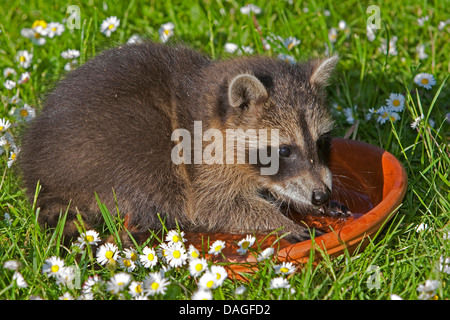 Procione comune (Procione lotor), delicata educazione da schizzi a mano con acqua in un piatto da portata, Germania Foto Stock