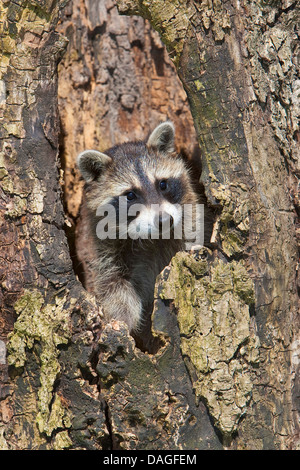 Procione comune (Procione lotor), due mese vecchio cucciolo in un treehole, Germania Foto Stock