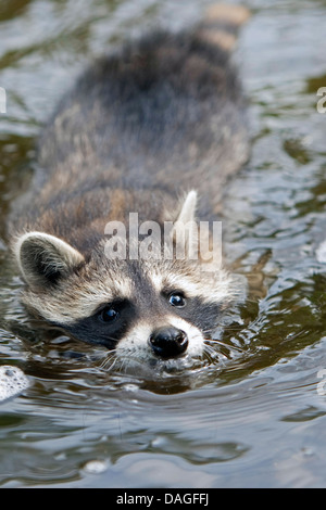 Procione comune (Procione lotor), tre mesi di età giovane animale nuoto, Germania Foto Stock